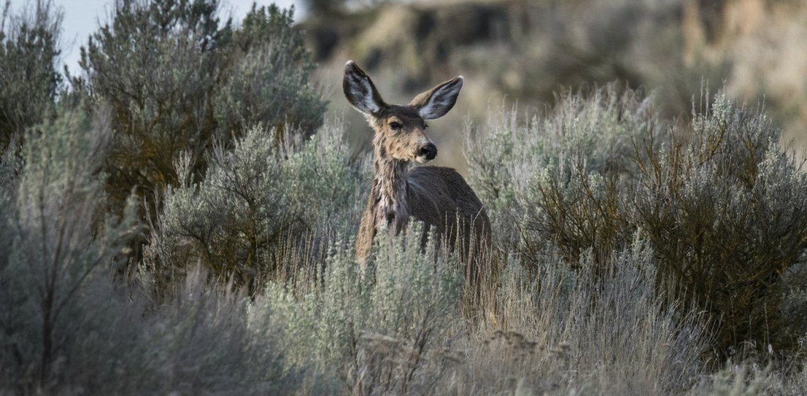 Scrub Deer, Columbia Basin NWR